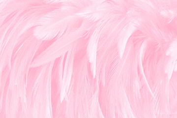 Beautiful soft pink bird feathers pattern texture background.