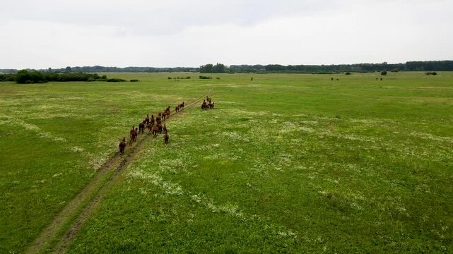 Aerial View of Akhal teke Horses Running on Open Pasture