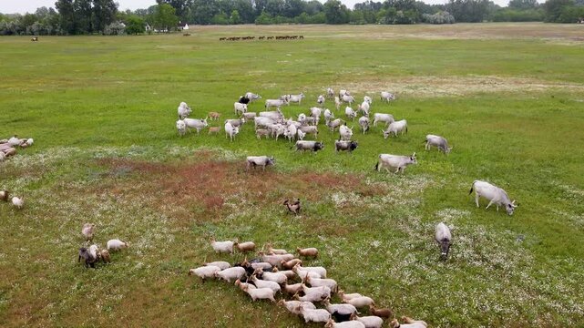 Hungarian Gray cattle and Racka sheep herds in Bugac, Hungary.