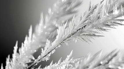 The glass is a canvas for a frost masterpiece with every brushstroke precisely p. Black and white art