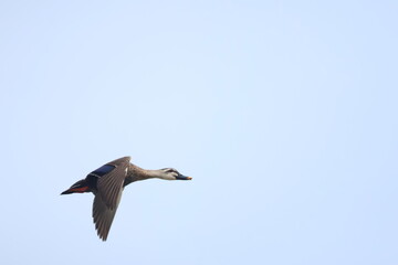 Obraz premium カモ