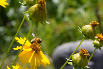 Golden-Wave flower on nature background