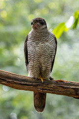 Goshawk