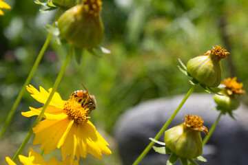 Golden-Wave flower on nature background