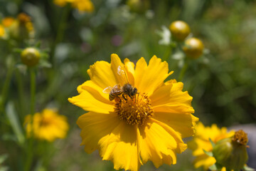 Golden-Wave flower on nature background