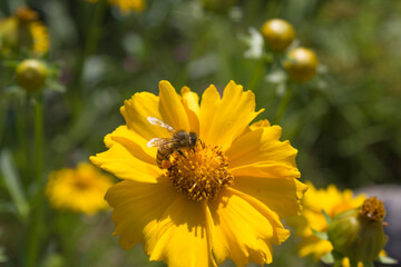 Golden-Wave flower on nature background