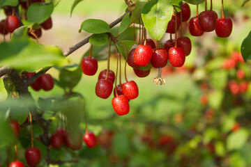Ripe Autumn Olive Berries (Elaeagnus Umbellata) growing on a branch . oleaster