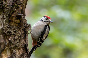 woodpecker on a tree