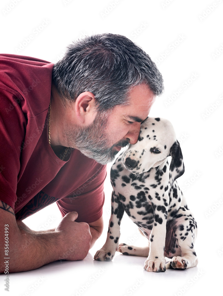 Wall mural puppy dalmatian and man in studio