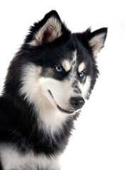 Obraz premium Pomsky in studio