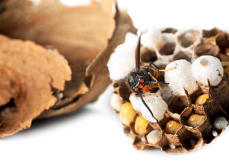 Asian hornet in studio