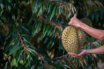 A smart farmer holds and displays durian fruit on a durian farm field.