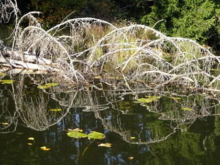 A fir tree fallen into the water with dry branches, without needles and forming reflections on the surface of the water, during autumn