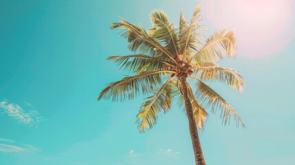 Palm tree standing tall on a sun-kissed tropical beach, clear blue sky overhead, summer vacation vibes, raw and detailed