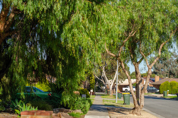 A serene suburban street lined with lush greenery. Overhanging trees with dense foliage create a canopy over the sidewalk, providing shade from sunlight