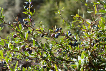 Berberis, Oregon Grape, Mountain Grape, Oregon Barberry, Oregon Grapeholly, Jaundice Berry, Woodsour, Sowberry, Pepperidge Bush, Sourspine or Tall Oregon Grape