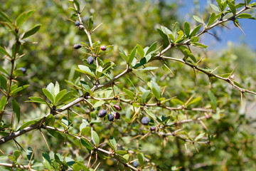 Berberis, Oregon Grape, Mountain Grape, Oregon Barberry, Oregon Grapeholly, Jaundice Berry, Woodsour, Sowberry, Pepperidge Bush, Sourspine or Tall Oregon Grape