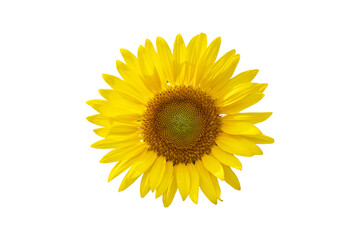  yellow flower sunflower arrangement flat lay style 