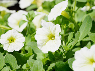 満開のペチュニア