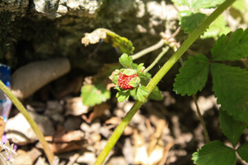Mock Strawberry or wild Strawberry red fruits