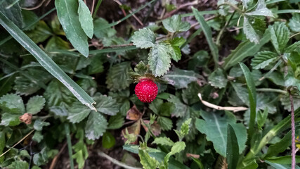 Mock Strawberry or wild Strawberry red fruits