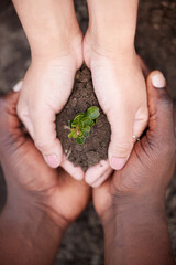 Interracial, people and hands with soil above for natural growth, sprout or care in outdoor nature. Top view or closeup of team with seed, leaf or sapling for agriculture or eco friendly environment