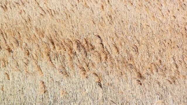 Reeds swaying in the wind. reed field close-up