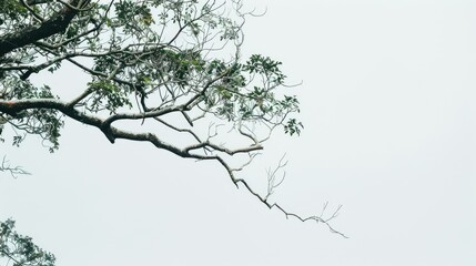 Obraz premium Treetop branch against white sky background
