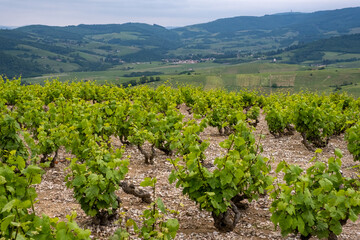 Pieds de vignes taillés en gobelets (Beaujolais, France)