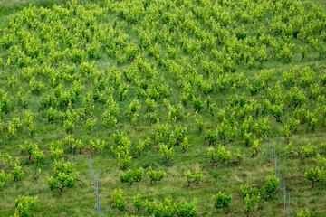 Gros plan sur une vigne vue de haut