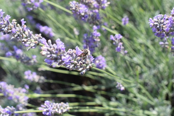 Beautiful lavender flowers in the field.