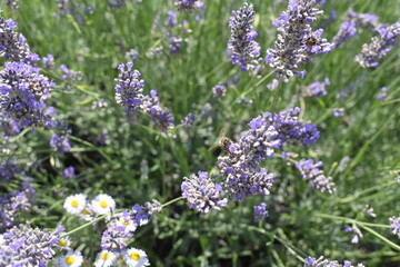 Beautiful lavender flowers in the field.