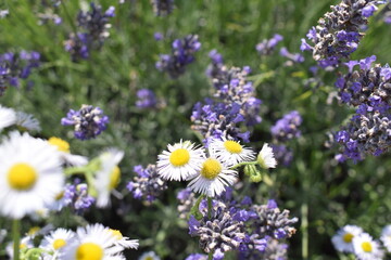 Obraz premium Beautiful lavender flowers in a field mixed with field flowers.