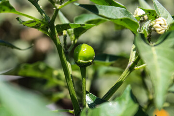 Green organic Chili Pepper on its plant