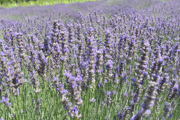 Obraz premium Beautiful lavender flowers in the field.