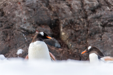 Close-up of a Gentoo Penguin -Pygoscelis papua- walking in a snowy landscape of Trinity Island, on the Antarctic Peninsula