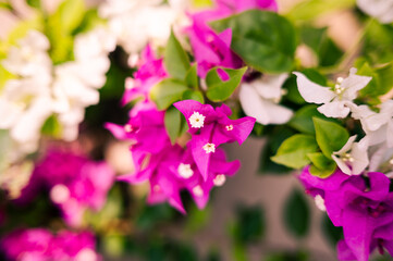 Fototapeta premium flowers in the garden, Bougainvillea flower