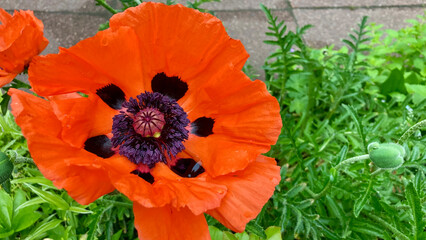 Rain-kissed oriental poppy in full bloom on a June morning