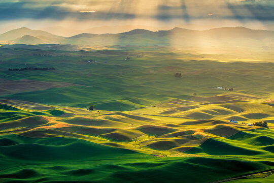 Dramatic morning light on the rolling hills of the Palouse seen from Steptoe Butte