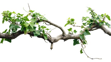 realistic twisted jungle branch with plant growing isolated on a white background