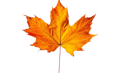 Fototapeta premium A leaf of a tree is shown in full color. AI Generative