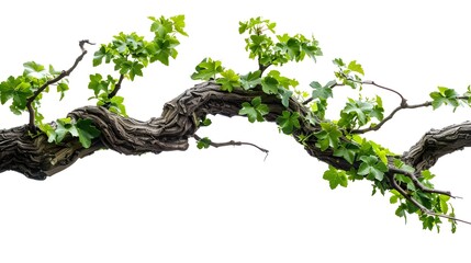 realistic twisted jungle branch with plant growing isolated on a white background
