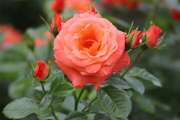 Beautiful orange rose on a green background. Close up.
