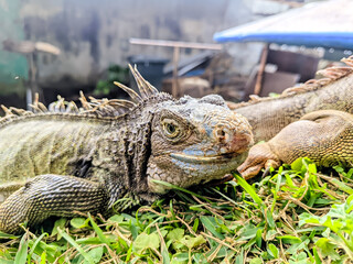 Red iguana sunbathing on grass, Red iguana close up