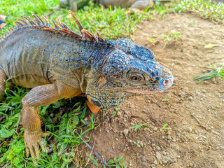 Red iguana sunbathing on grass, Red iguana close up