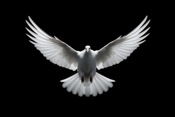 Fototapeta premium Symbolic white dove, a universal peace symbol representing tranquility and harmony
