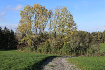 Obraz premium Blick auf die Naturlandschaft bei Kloster Kirchberg im Schwarzwald