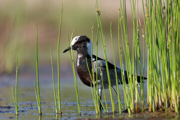blacksmith lapwing wades in a waterhole in Namibia