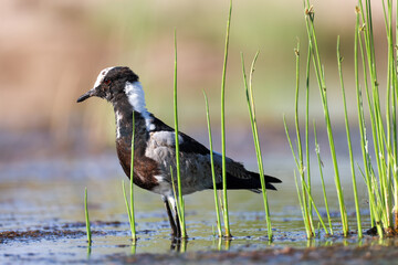 blacksmith lapwing wades in a waterhole in Namibia