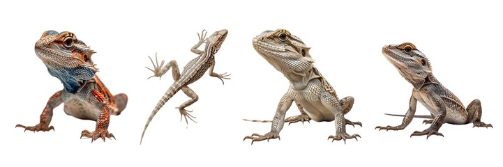 Collection of lizard isolated on transparent background. Generated ai
